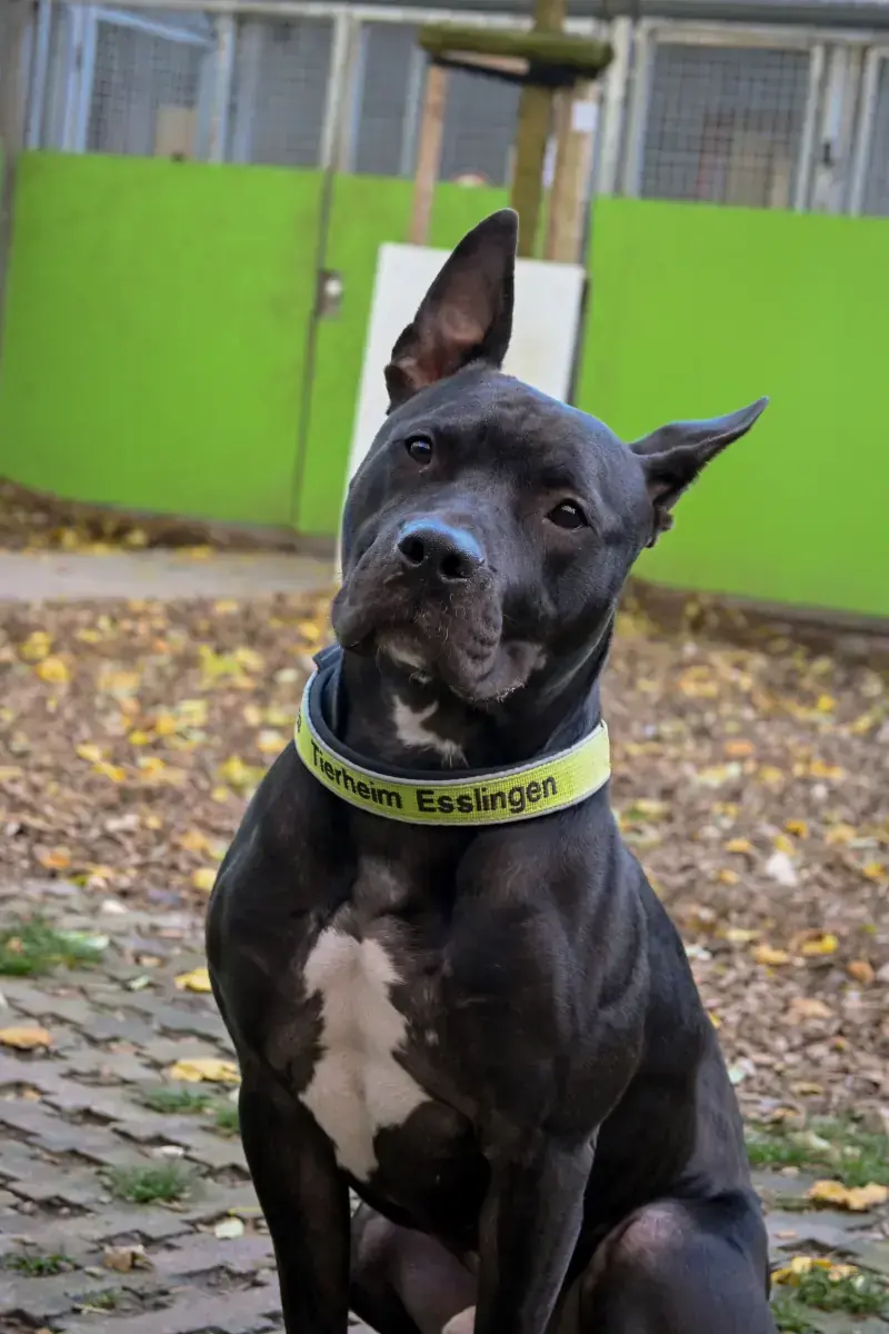 Ares -  - Bild 4