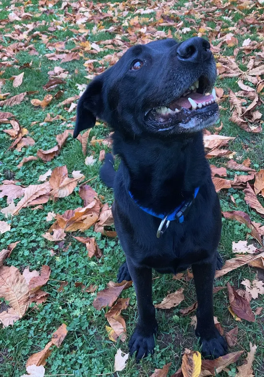 Yoshi - Labrador Retriever - Bild 9