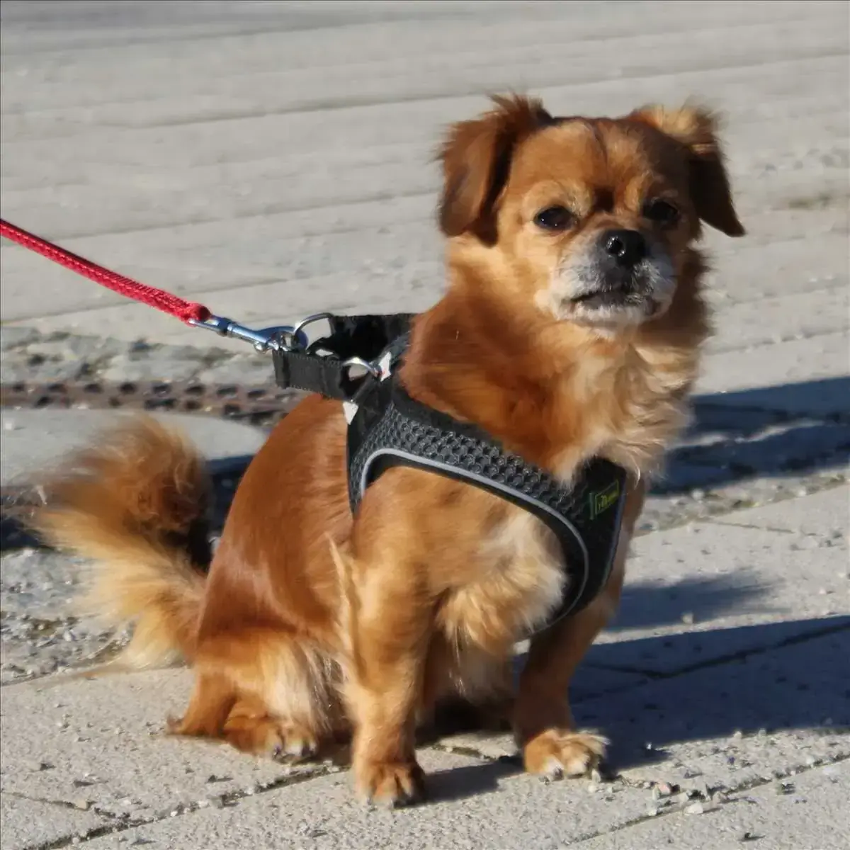 SOCKE - Pekingese - Bild 2