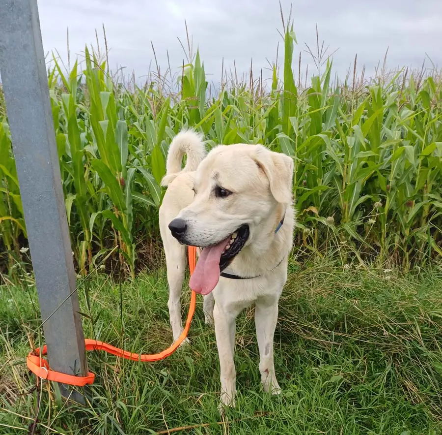 Sero - Kangal-Hirtenhund - Bild 8