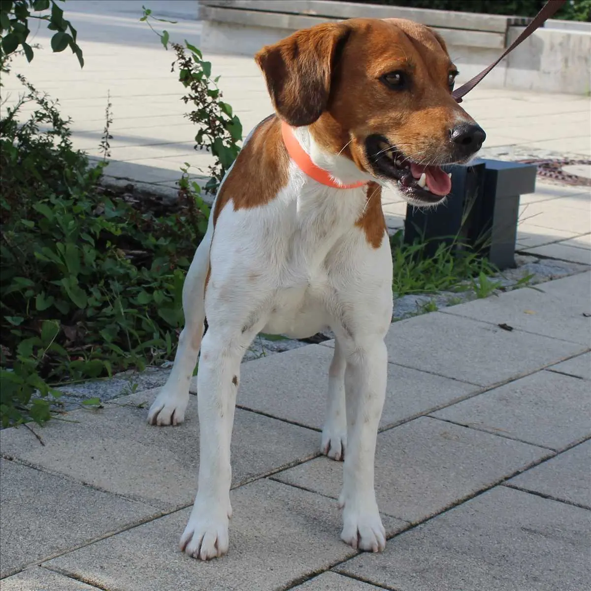 Jack - Beagle - Bild 1
