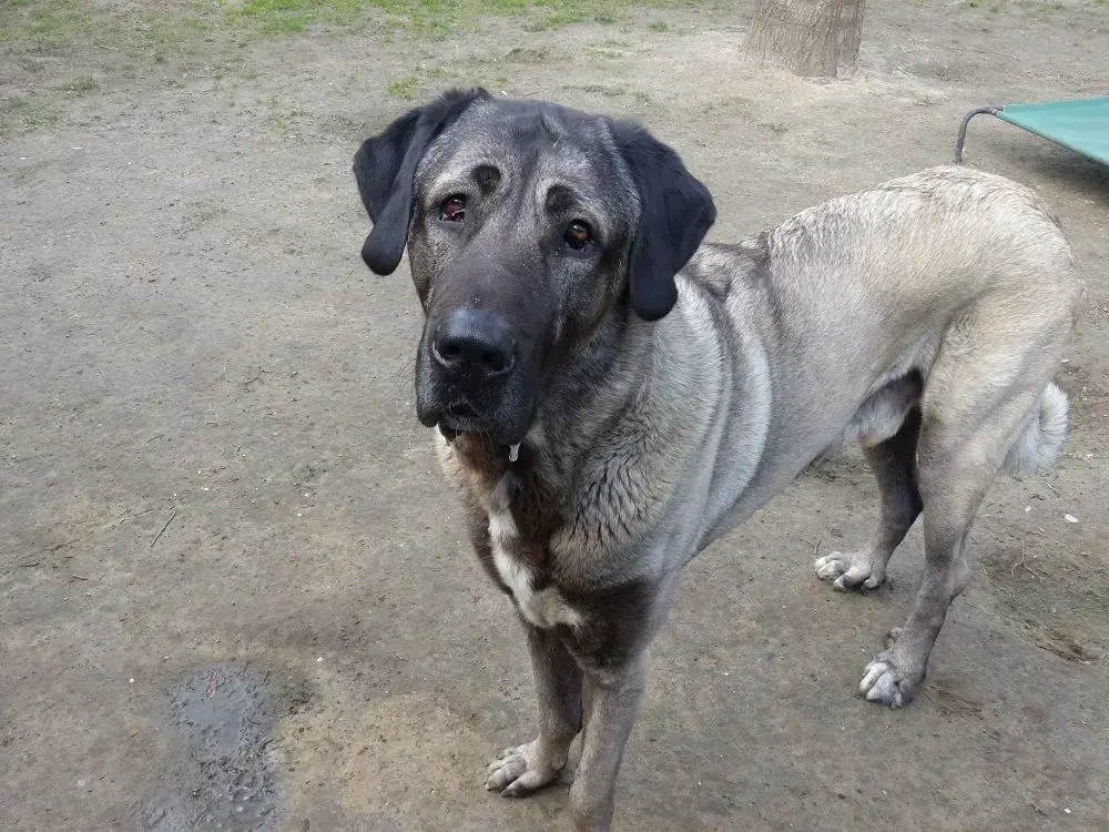 Pascha - Kangal-Hirtenhund - Bild 1