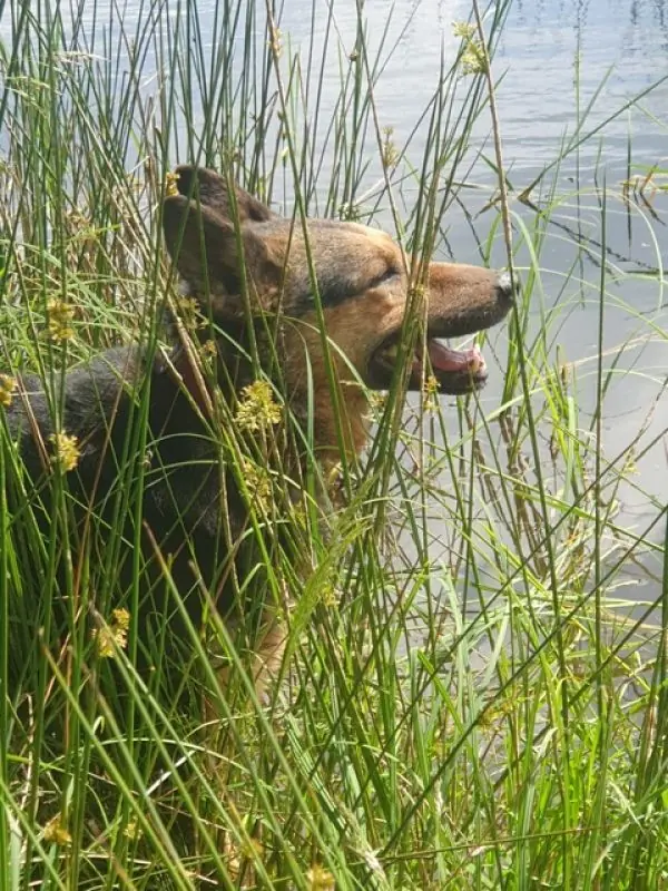 Lando -  - Bild 18
