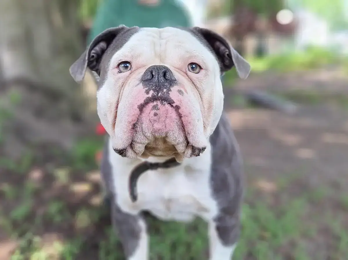 Eddy - Englische Bulldogge - Bild 4