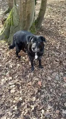 Balou – Appenzeller Sennenhund – Bild 6