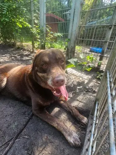 Ollek - Labrador Retriever - Bild 2