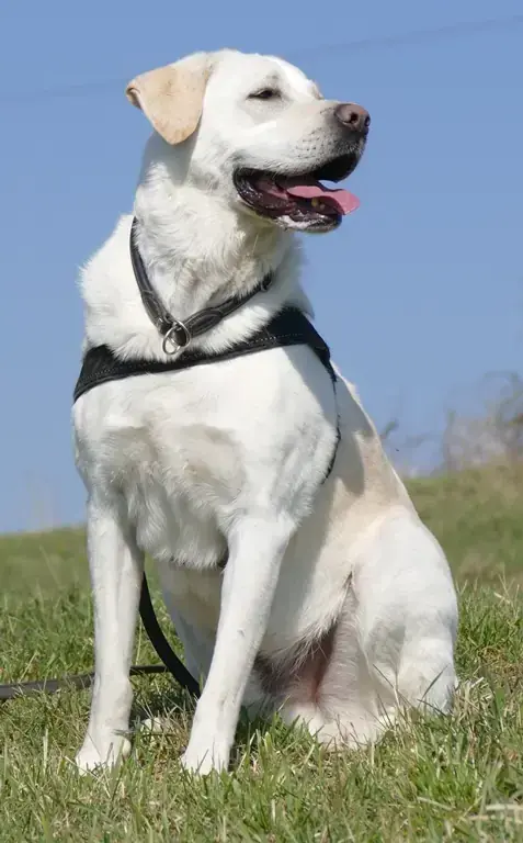 Bruno - Labrador Retriever - Bild 10
