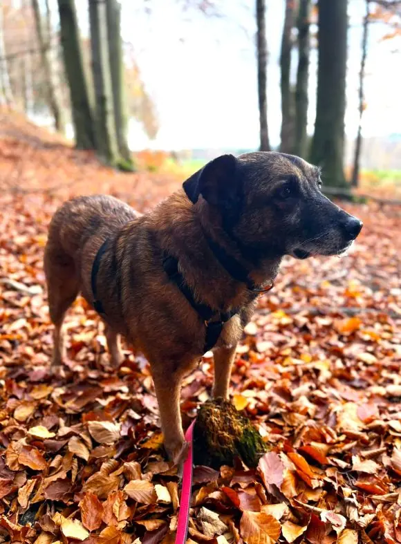 Timon -  - Bild 2