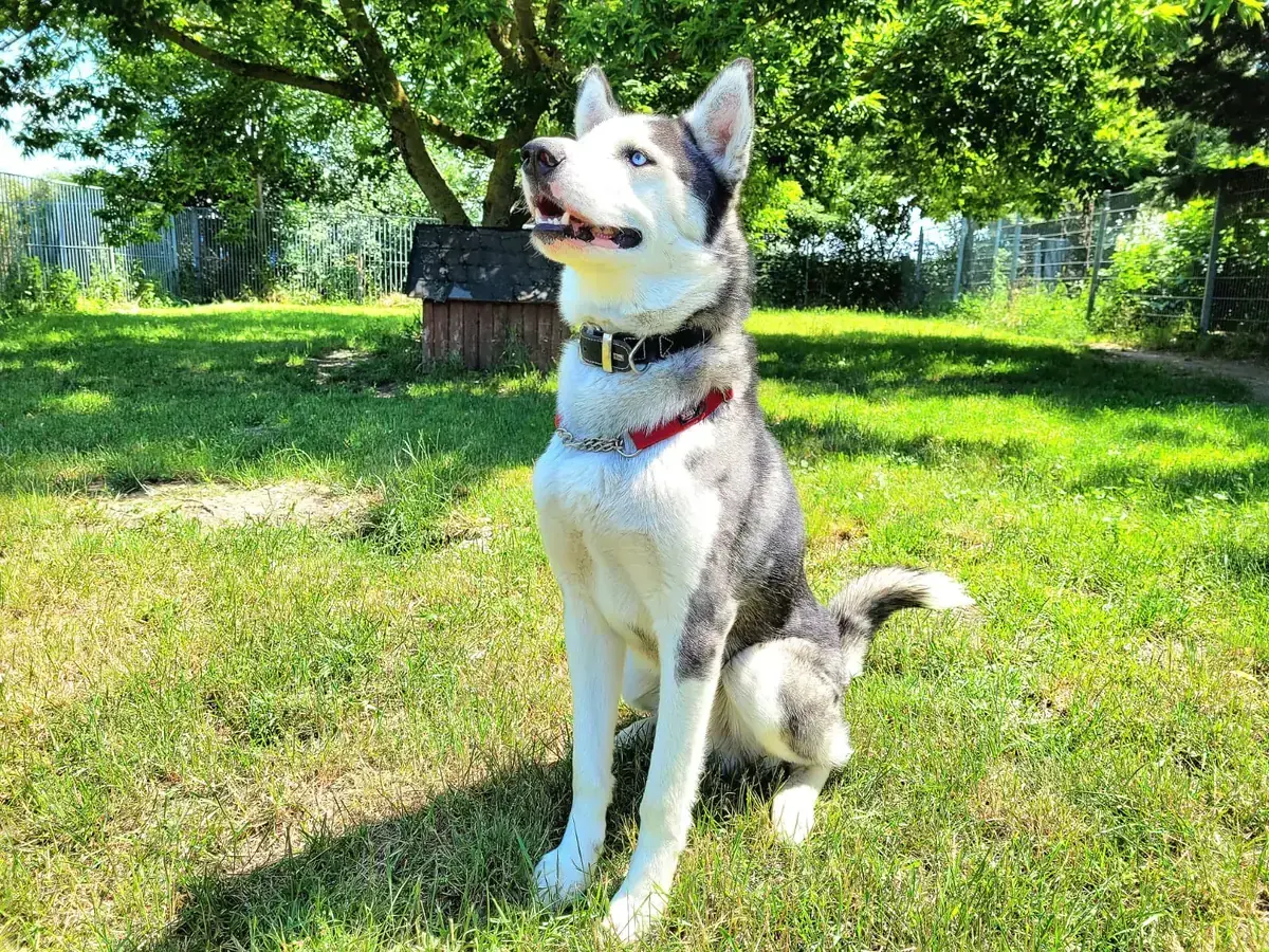 Luca - Siberian Husky, Alaskan Malamute - Bild 2