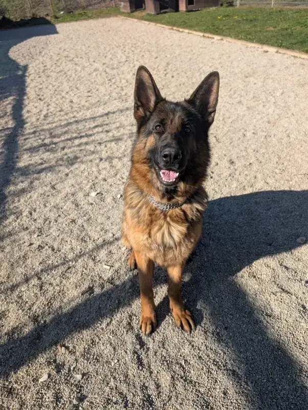 Ella - Deutscher Schäferhund - Bild 1