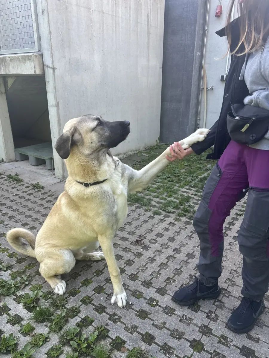 Junis - Kangal-Hirtenhund - Bild 14