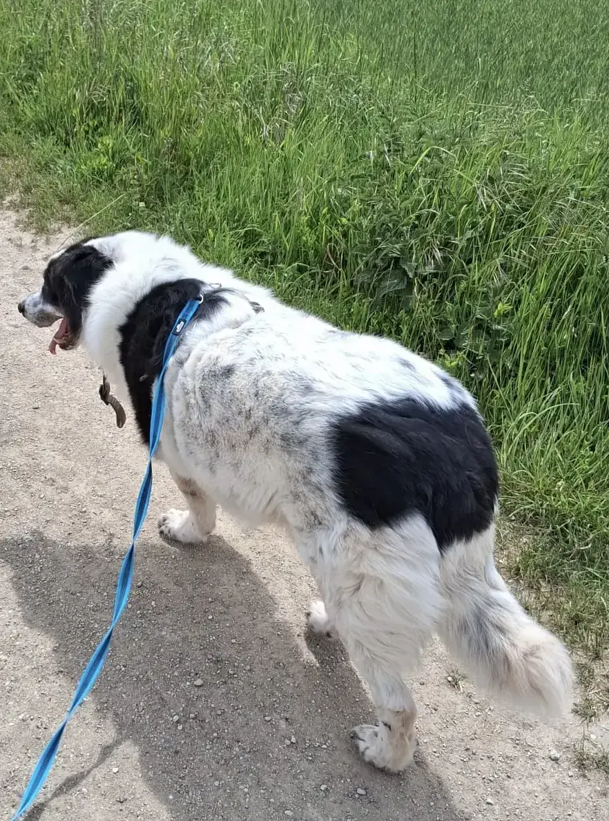 Bruno -  - Bild 3