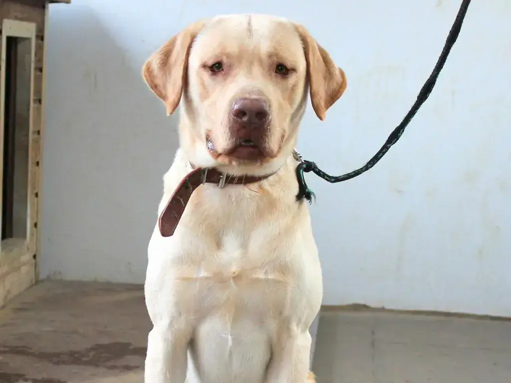 Sammy - Labrador Retriever - Bild 3