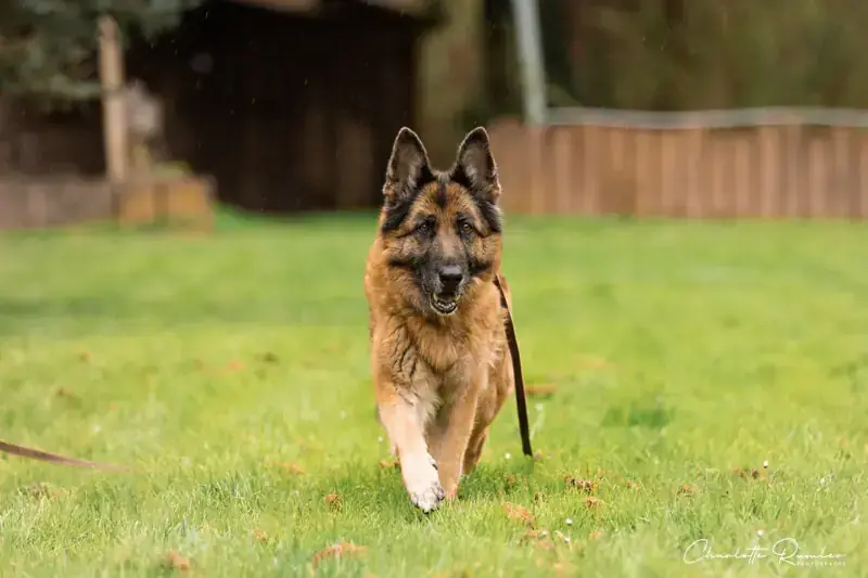 Lana - Deutscher Schäferhund - Bild 4