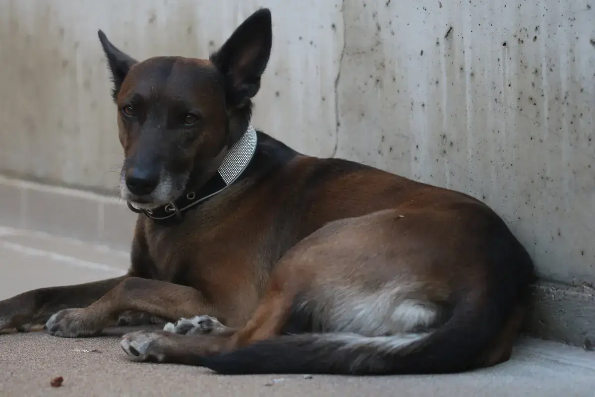 Simon -  - Bild 3