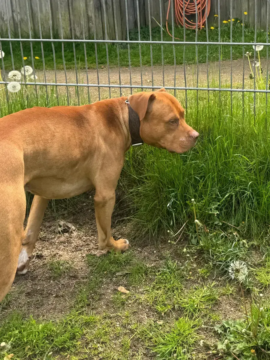 Fred - American Staffordshire Terrier - Bild 4
