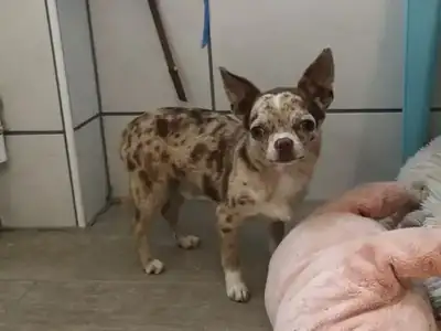 Hugo – Chihuahua – Bild 12