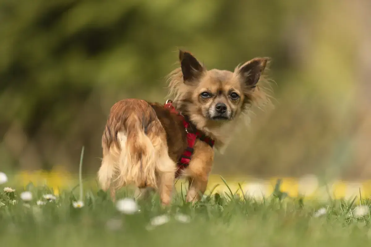 Peanut - Chihuahua - Bild 2