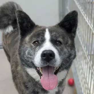 Lucy - Akita - Bild 3