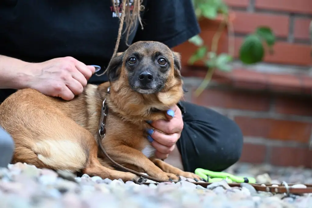 Carmelita - Dackel - Bild 8
