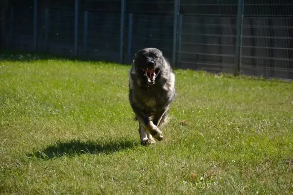 Rocky -  - Bild 16