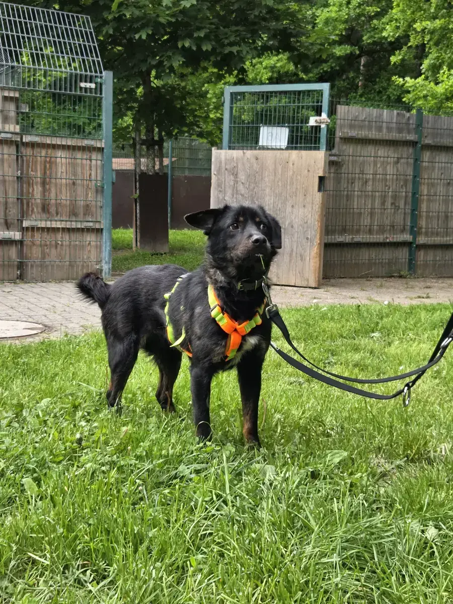 Cosmo -  - Bild 3