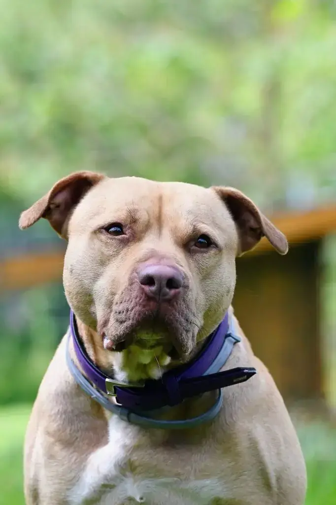 Ace - American Staffordshire Terrier - Bild 9