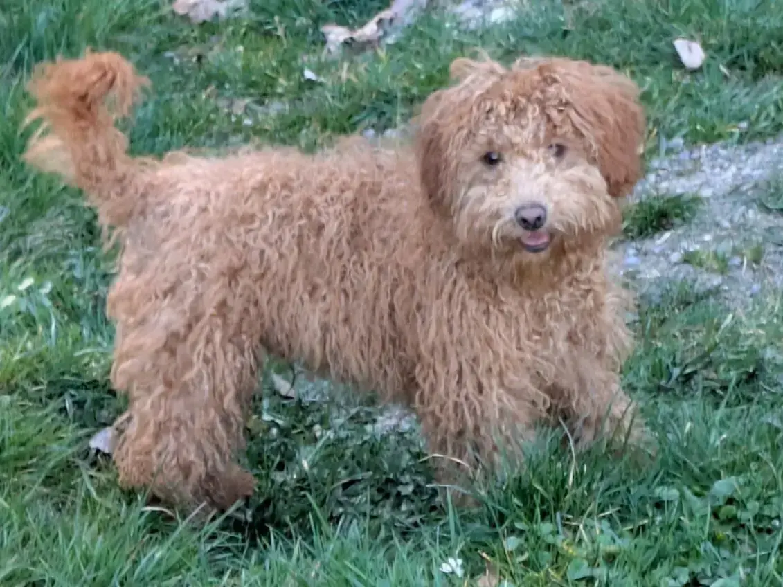 Klaus - Pudel - Bild 1