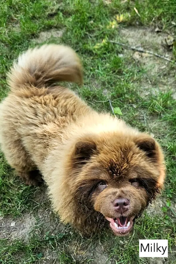 Cookie - Chow-Chow - Bild 5