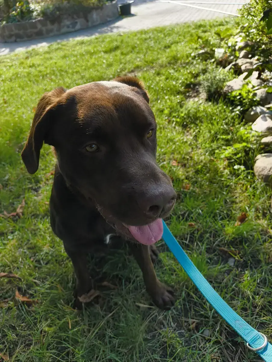 Tobi - Labrador Retriever - Bild 2