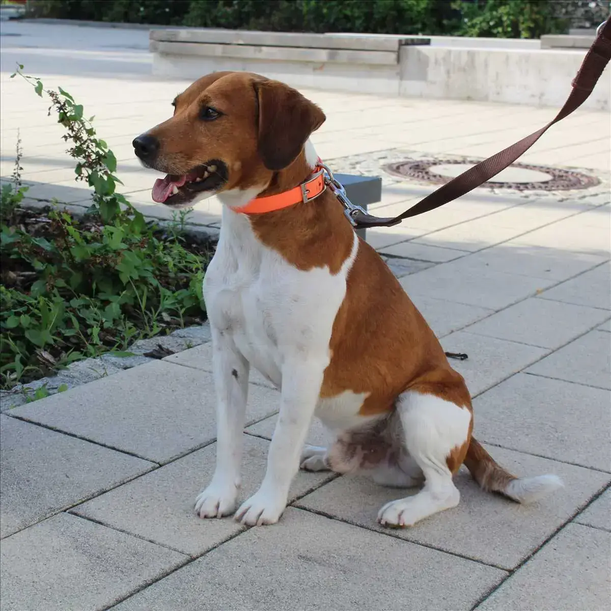 Jack - Beagle - Bild 4