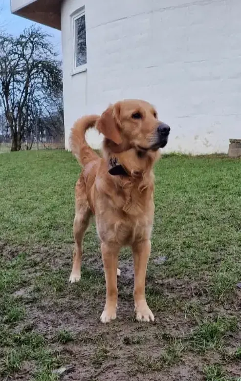 Golden Retriever Appa