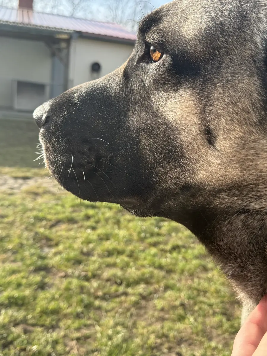 Buddy -  - Bild 1