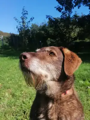 Max – Hund – Bild 12