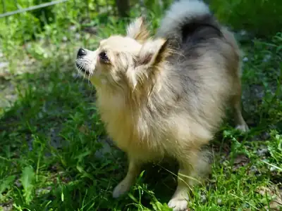 Pixie – Chihuahua – Bild 3