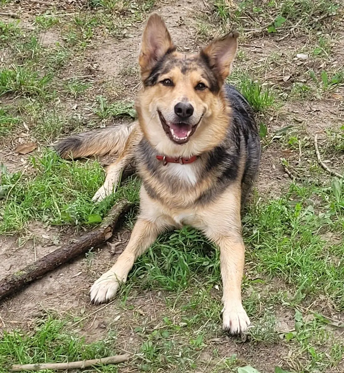 Bella - Deutscher Schäferhund - Bild 2