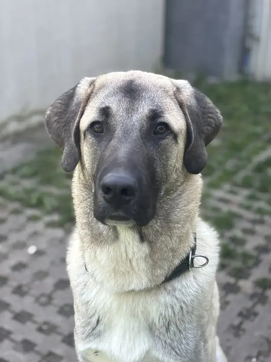 Junis - Kangal-Hirtenhund - Bild 16