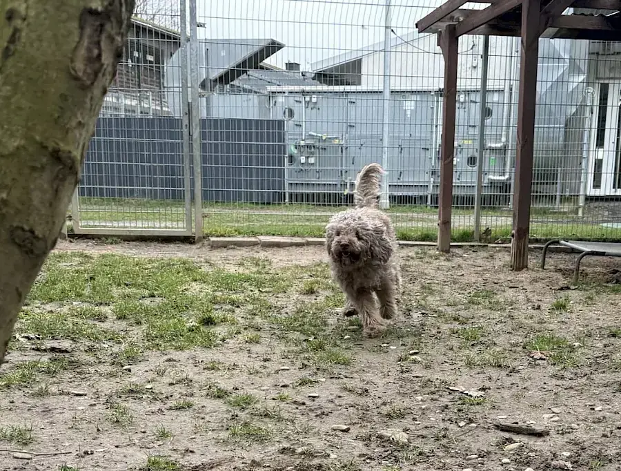 Julien – Lagotto Romagnolo – Bild 5