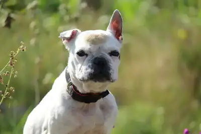 Dolly – Französische Bulldogge – Bild 4