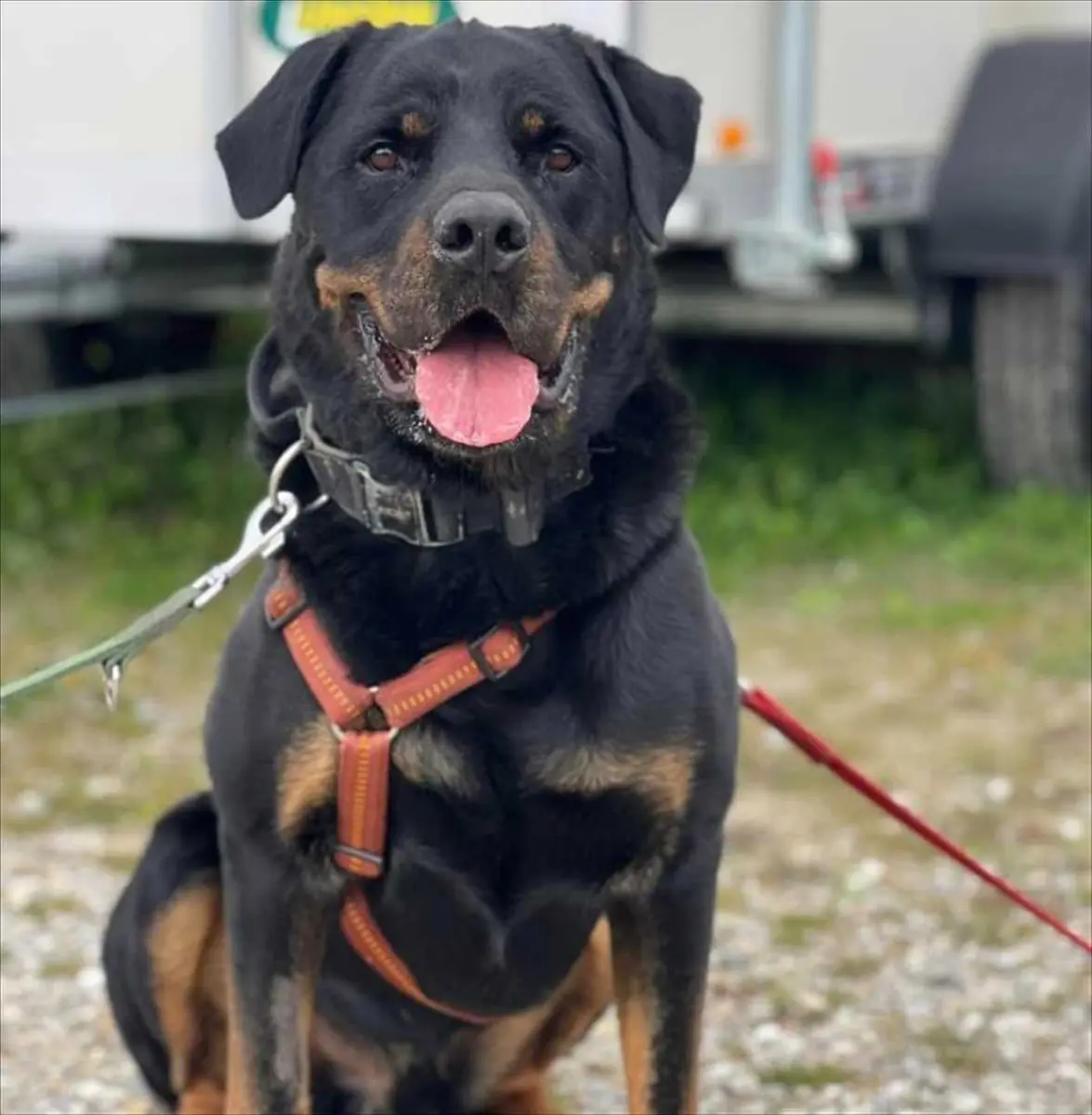 Tapsi/Patschi - Rottweiler - Bild 2
