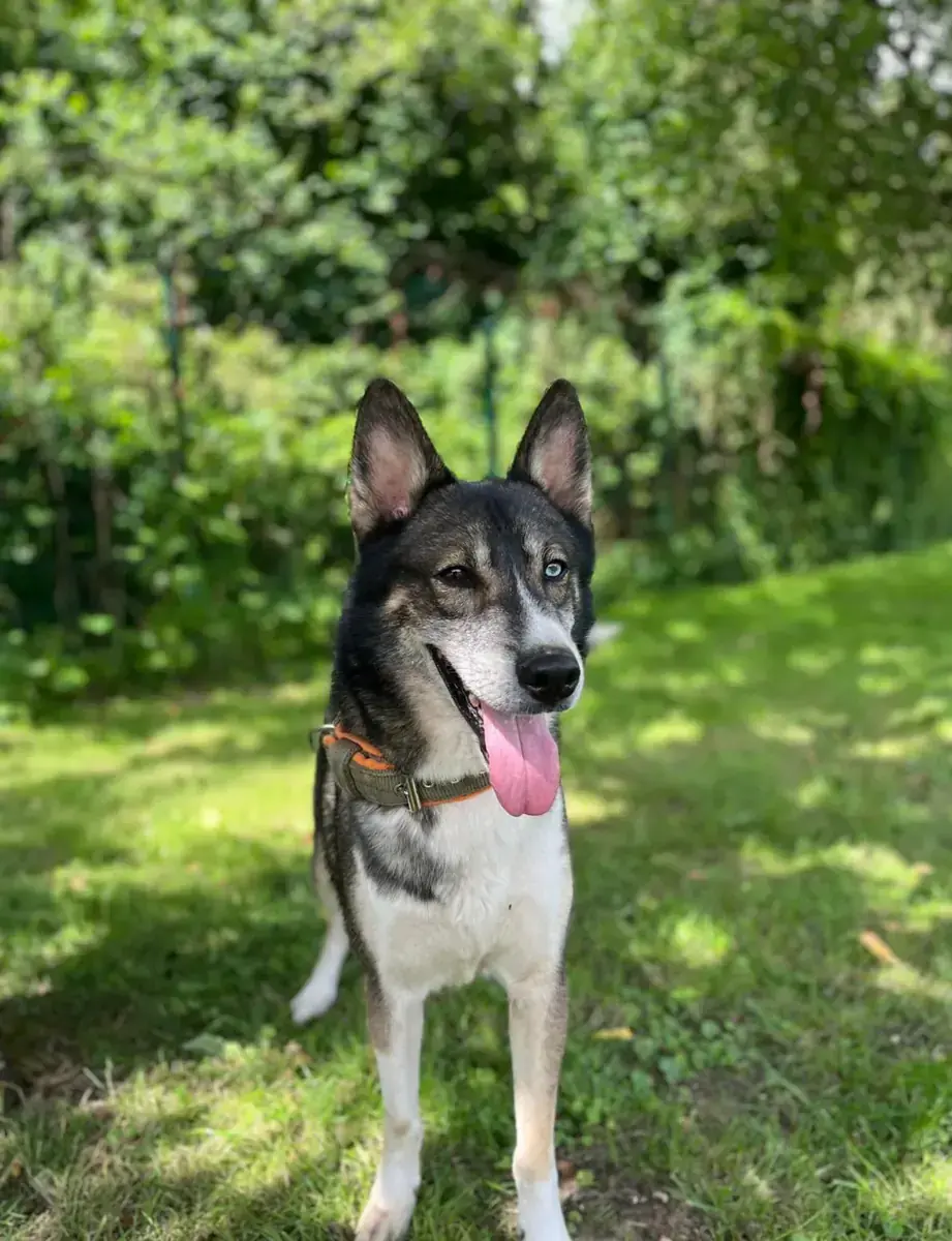 Sammy - Siberian Husky, Deutscher Schäferhund - Bild 1