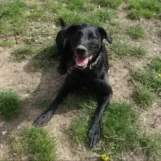 Neo – Labrador Retriever – Bild 9