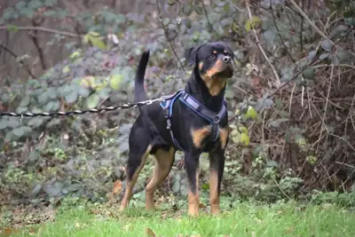 Loki – Rottweiler – Bild 5