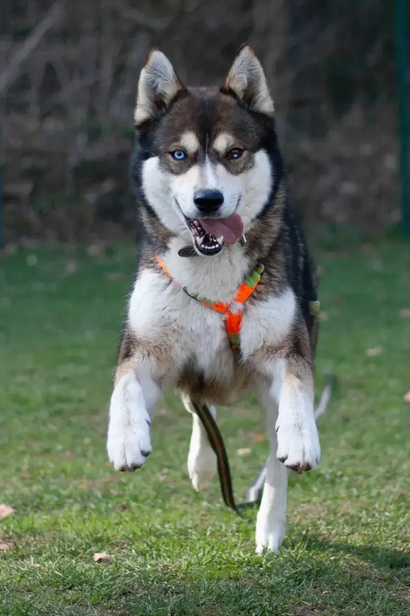 Akela - Siberian Husky - Bild 2