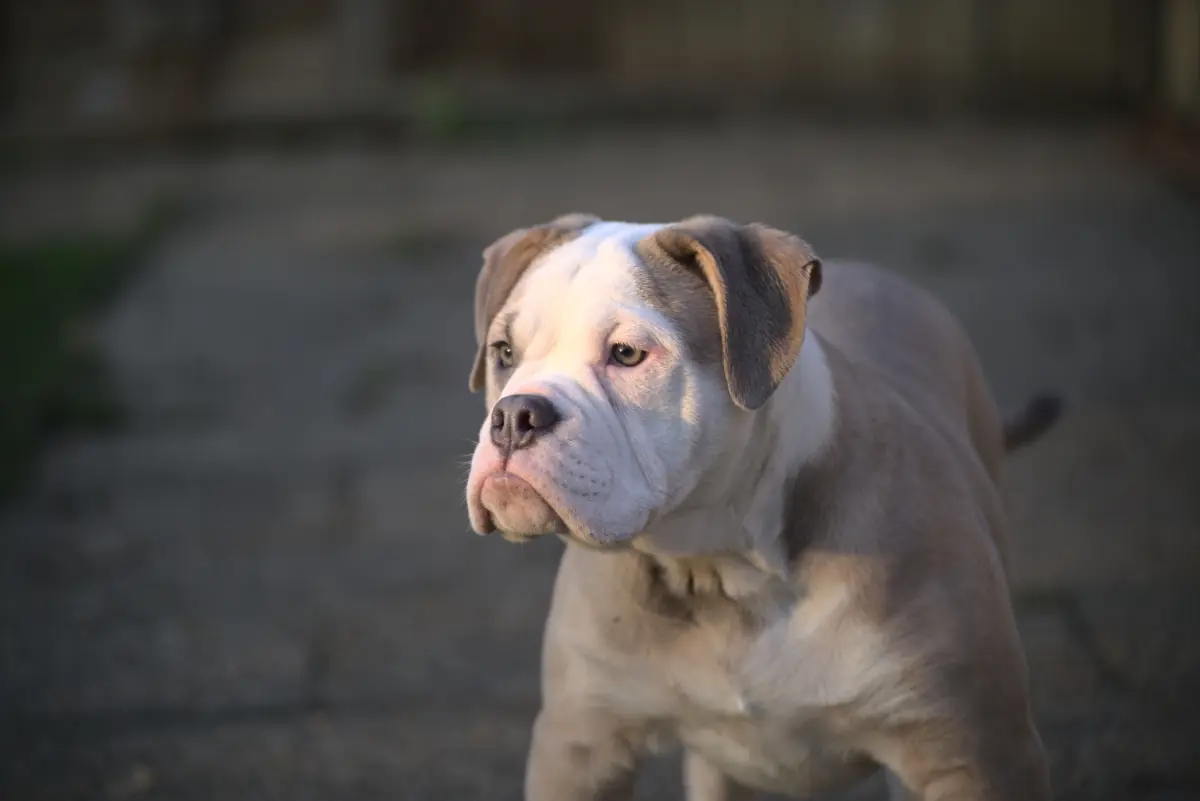 Arthur - Englische Bulldogge - Bild 3