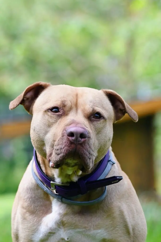 Ace - American Staffordshire Terrier - Bild 9