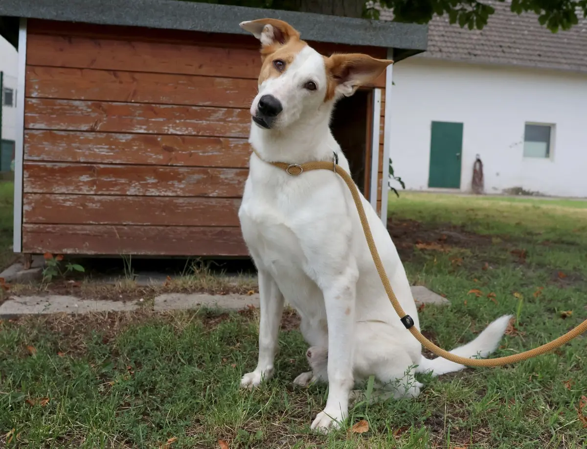 Podenco Canario-Mix Duke