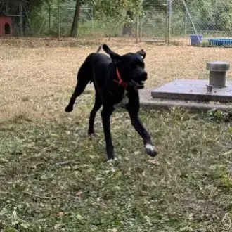 Simba -  - Bild 3