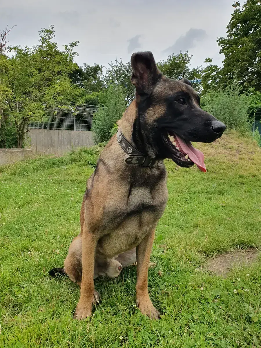Genji -  - Bild 2