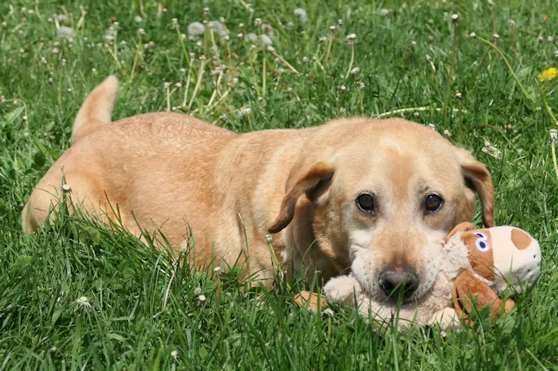 Leo - Labrador Retriever - Bild 1